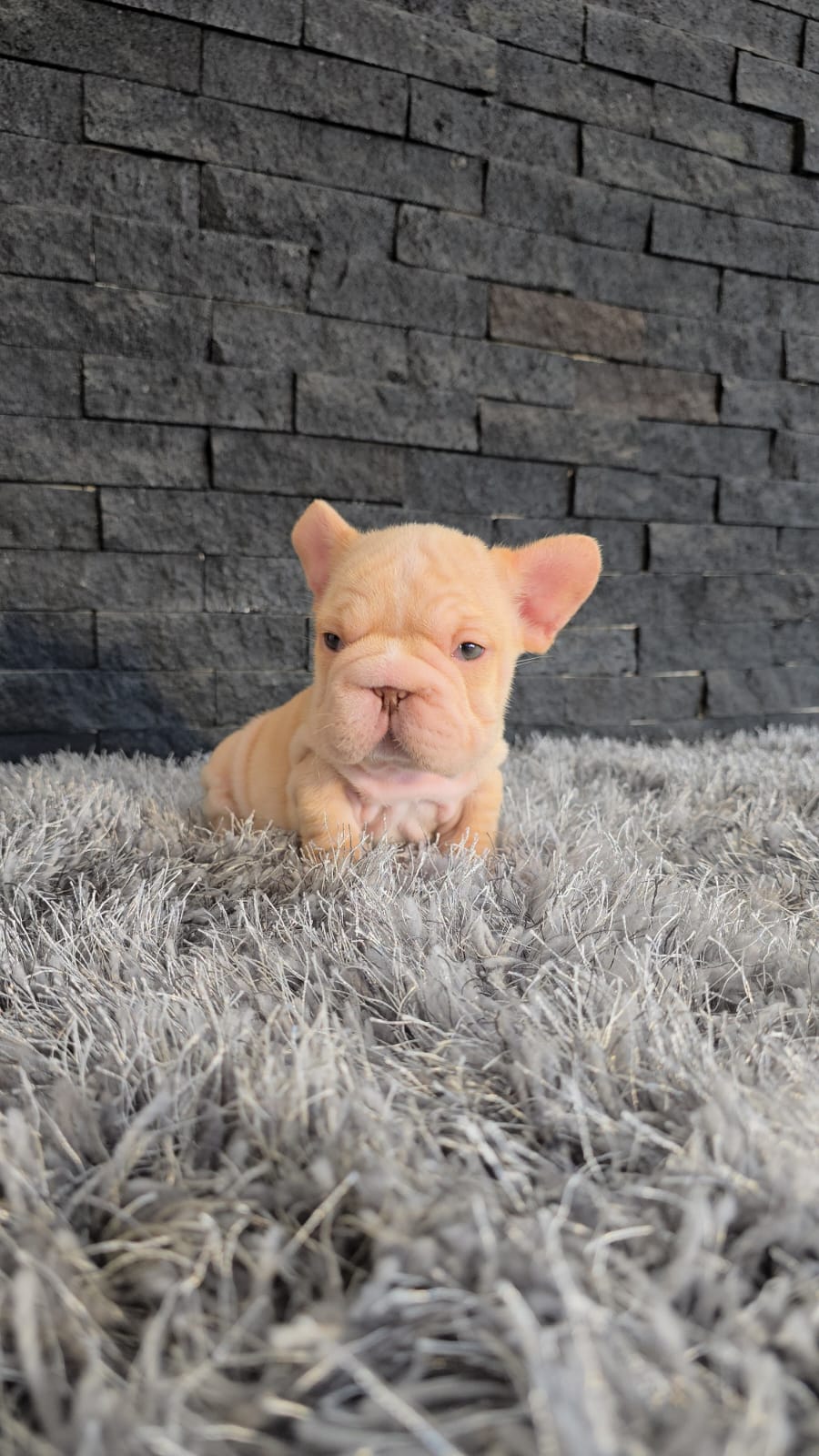 Bulldog Frances Big Rope