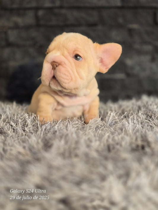 Bulldog Frances Big Rope