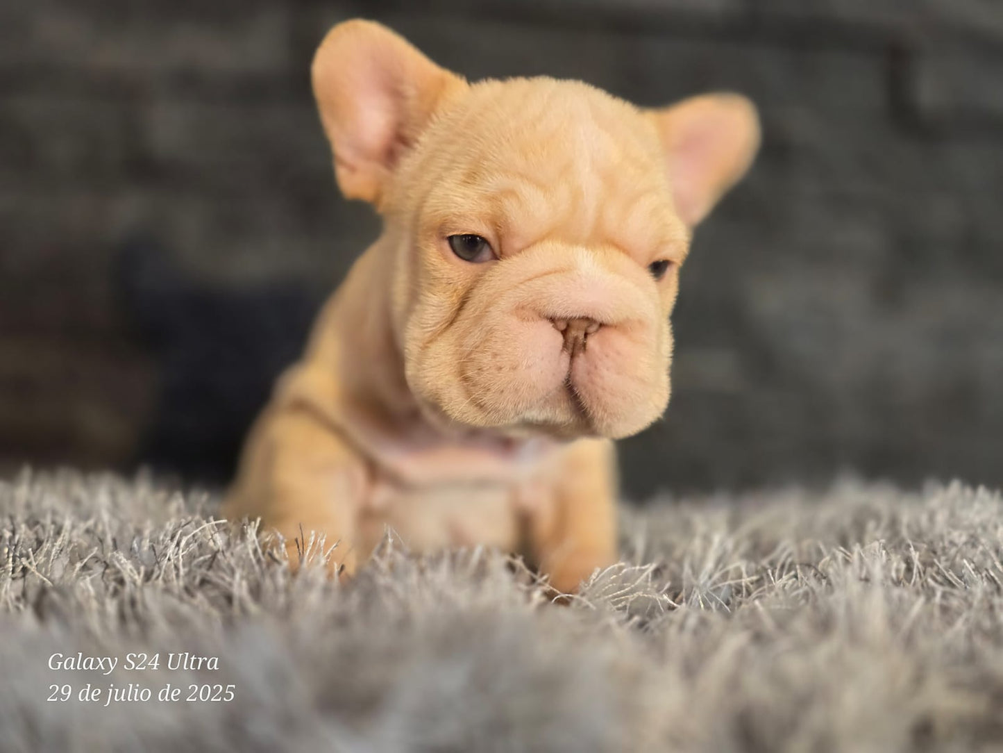 Bulldog Frances Big Rope