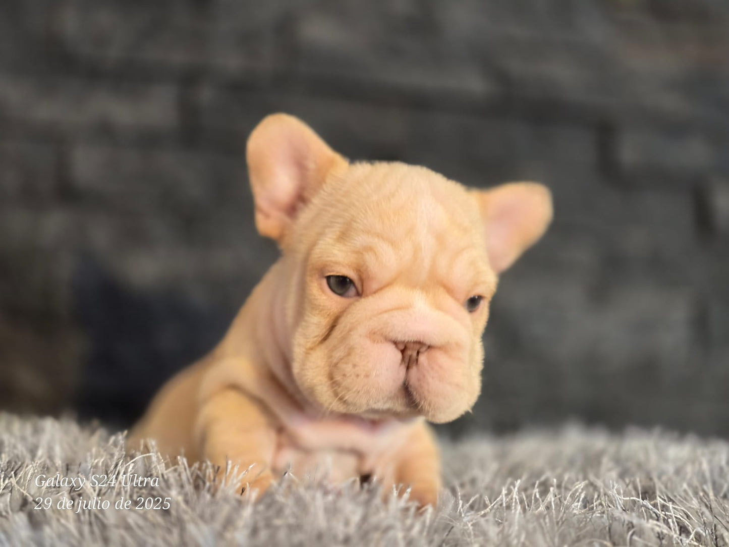 Bulldog Frances Big Rope
