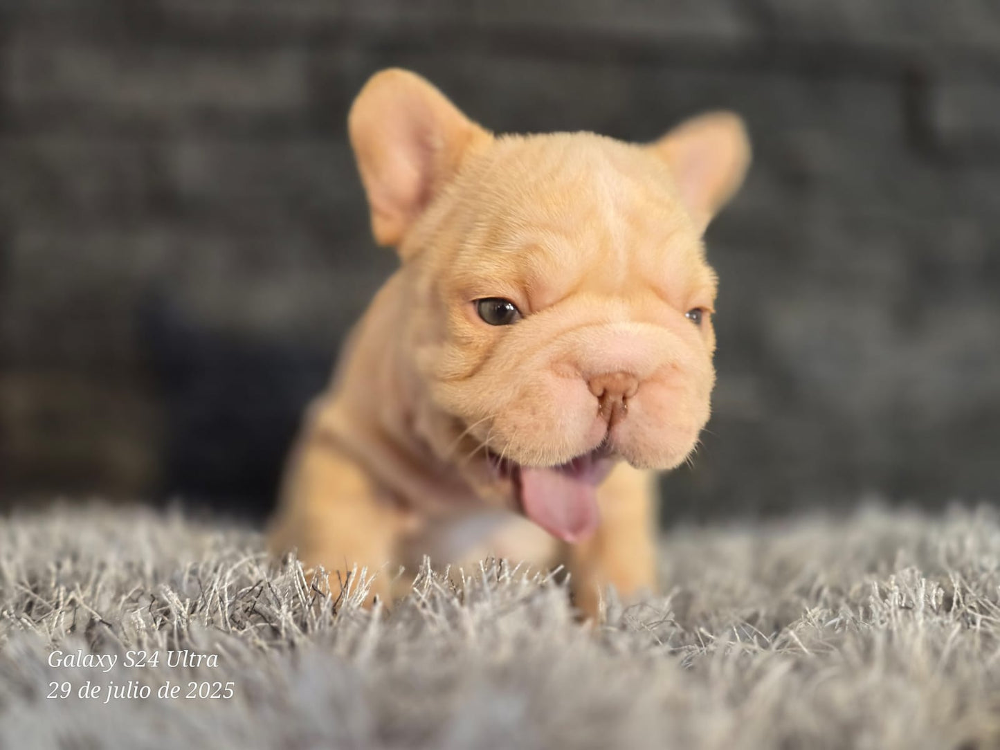 Bulldog Frances Big Rope