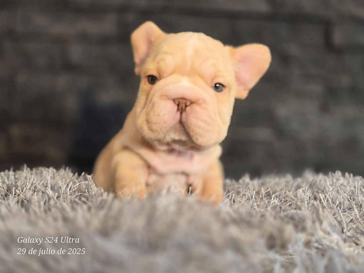 Bulldog Frances Big Rope