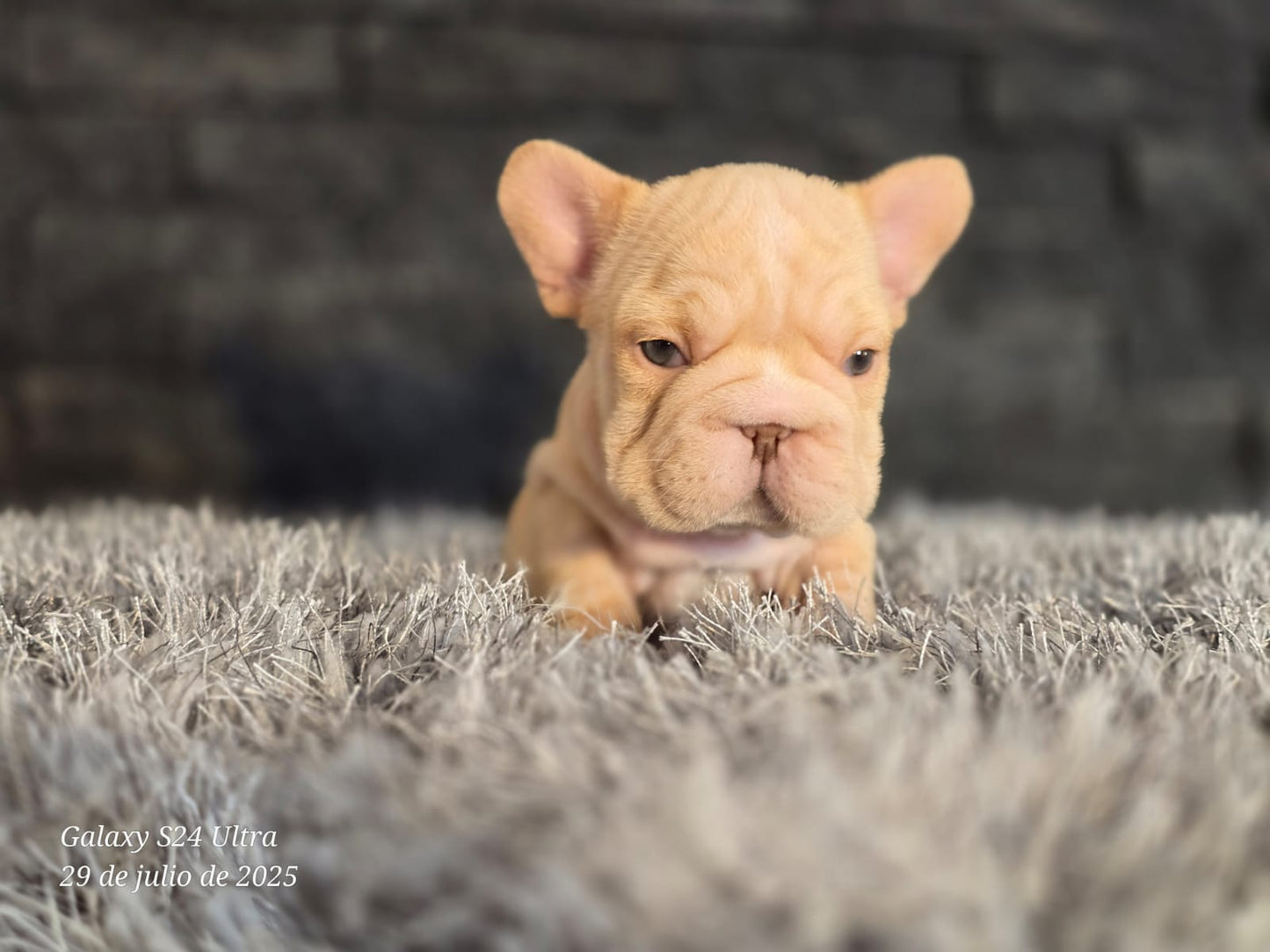 Bulldog Frances Big Rope