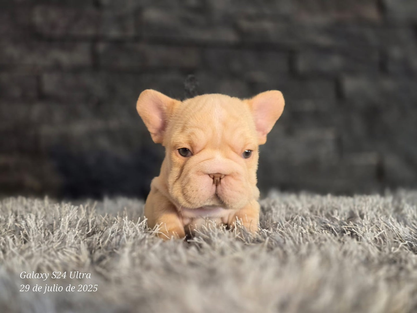 Bulldog Frances Big Rope