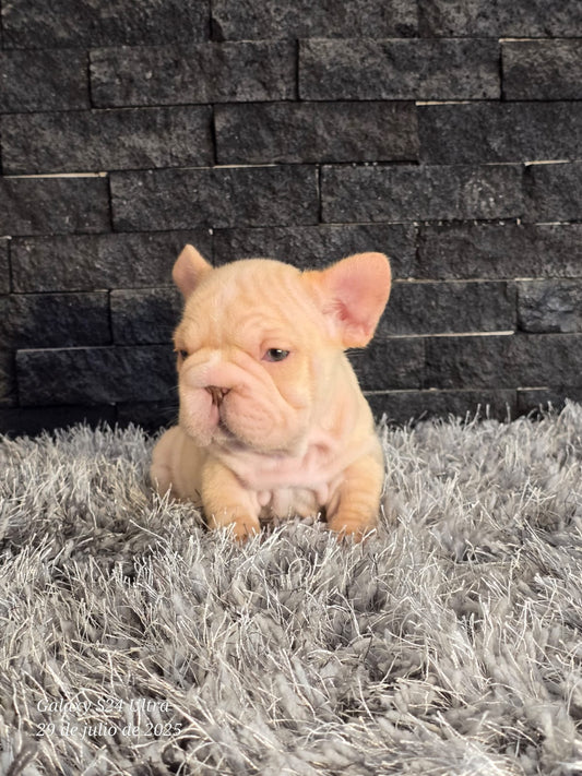 Bulldog Frances Big Rope