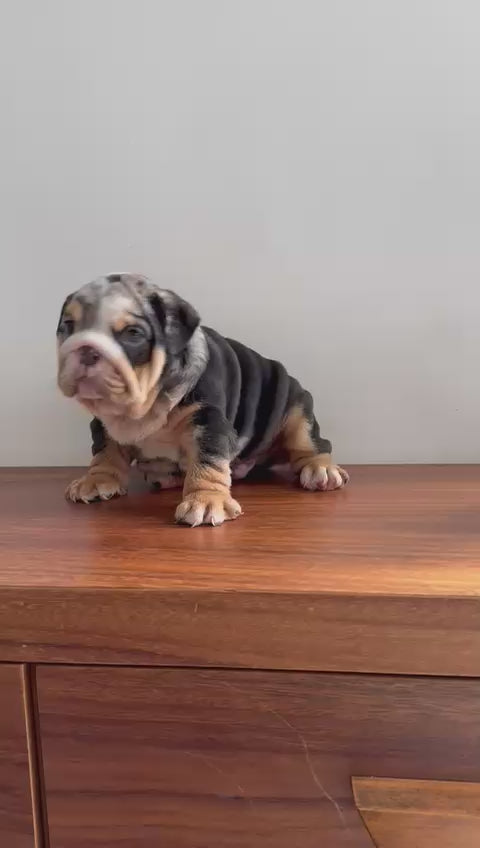 Bull Ingles Super Exotico